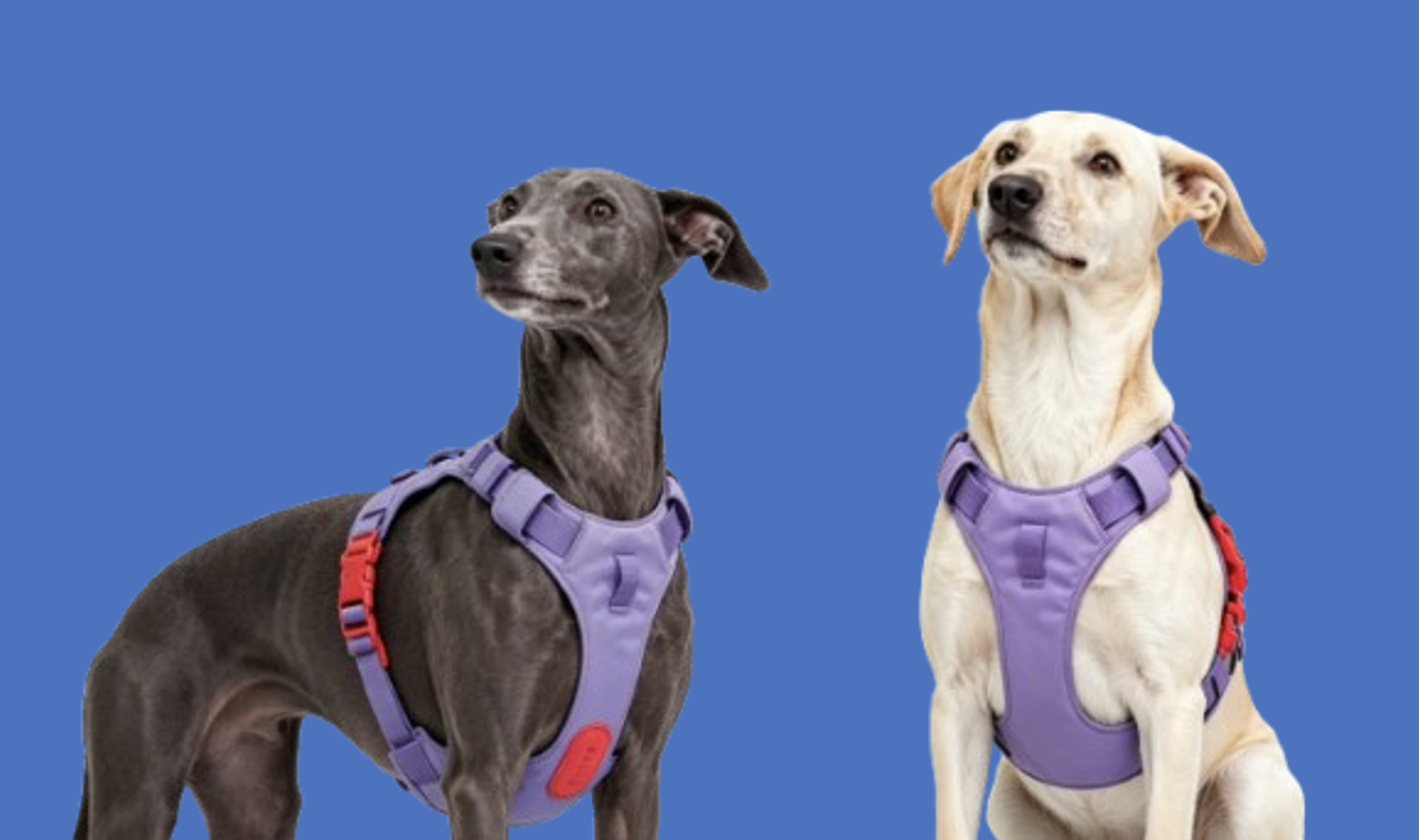 小光头灵犀佩宝逛 PetPodGo