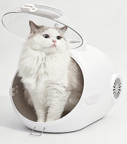 猫咪在舱内